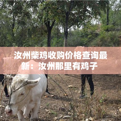 汝州柴雞收購(gòu)價(jià)格查詢最新：汝州那里有雞子 
