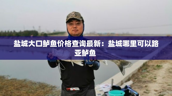 鹽城大口鱸魚價格查詢最新：鹽城哪里可以路亞鱸魚 