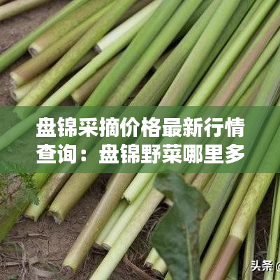 盤錦采摘價(jià)格最新行情查詢：盤錦野菜哪里多 