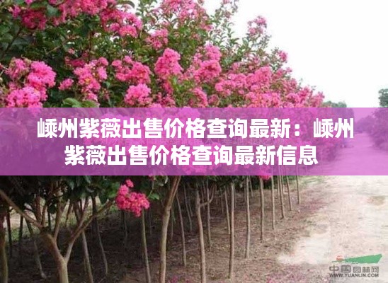 嵊州紫薇出售價(jià)格查詢最新：嵊州紫薇出售價(jià)格查詢最新信息 
