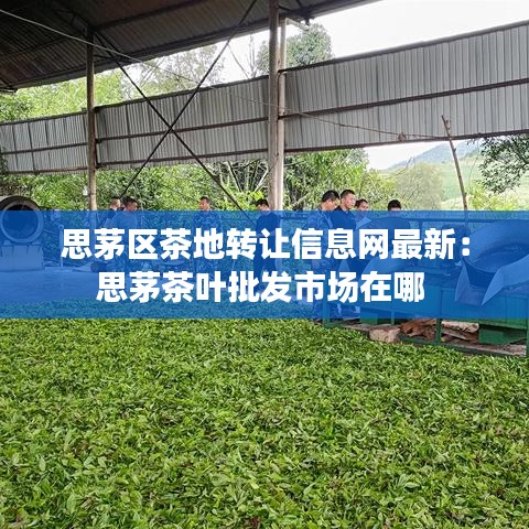 思茅區(qū)茶地轉讓信息網(wǎng)最新：思茅茶葉批發(fā)市場在哪 