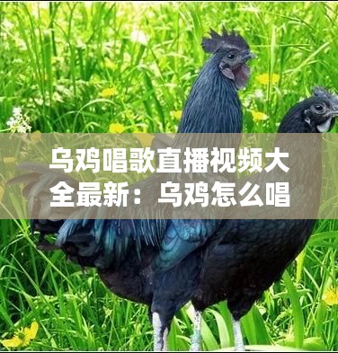 烏雞唱歌直播視頻大全最新：烏雞怎么唱 
