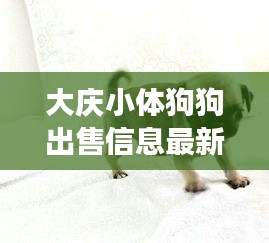 大慶小體狗狗出售信息最新：大慶附近狗市場在哪里 