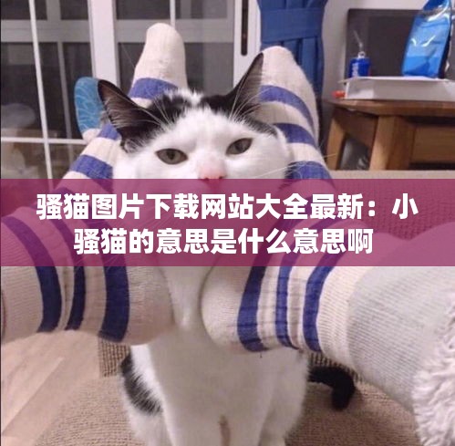 騷貓圖片下載網(wǎng)站大全最新：小騷貓的意思是什么意思啊 