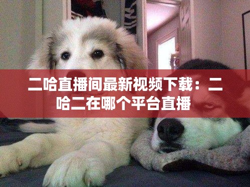 二哈直播間最新視頻下載：二哈二在哪個平臺直播 