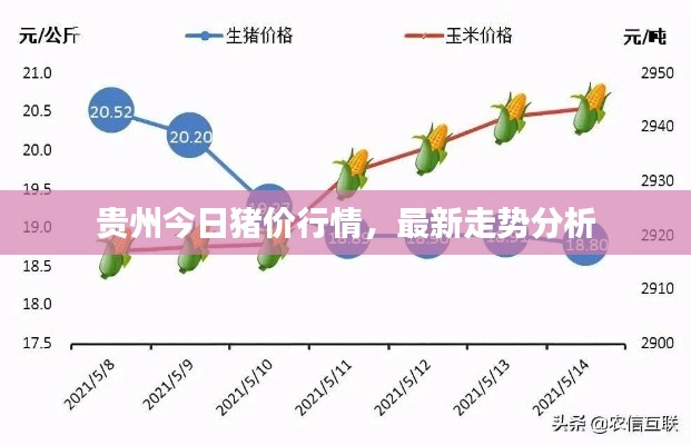貴州今日豬價(jià)行情，最新走勢(shì)分析
