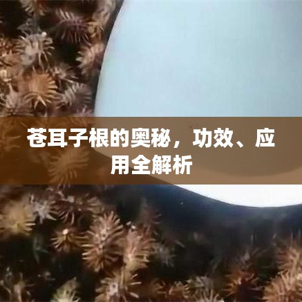 蒼耳子根的奧秘，功效、應用全解析
