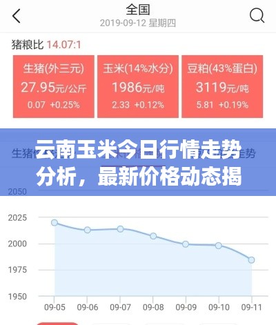 云南玉米今日行情走勢(shì)分析，最新價(jià)格動(dòng)態(tài)揭秘