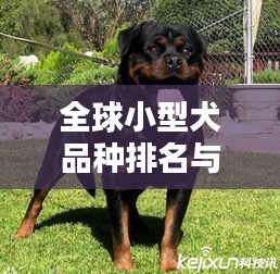 全球小型犬品種排名與精美圖片大全覽