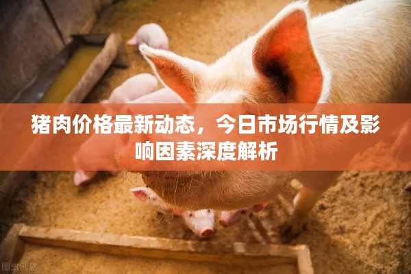 豬肉價格最新動態(tài)，今日市場行情及影響因素深度解析