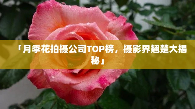 「月季花拍攝公司TOP榜，攝影界翹楚大揭秘」