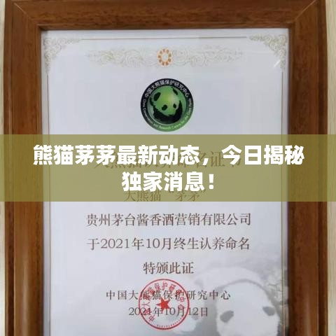 熊貓茅茅最新動態(tài)，今日揭秘獨家消息！