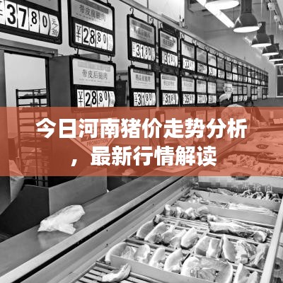 今日河南豬價走勢分析，最新行情解讀