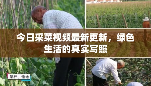 今日采菜視頻最新更新，綠色生活的真實(shí)寫照