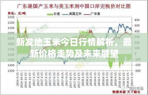新發(fā)地玉米今日行情解析，最新價格走勢及未來展望