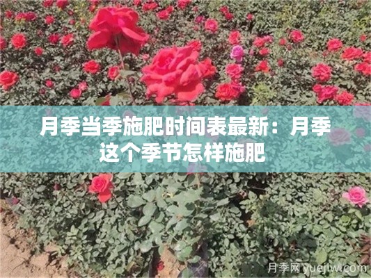 月季當季施肥時間表最新：月季這個季節(jié)怎樣施肥 