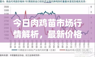 今日肉雞苗市場行情解析，最新價(jià)格動(dòng)態(tài)及趨勢展望