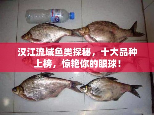 漢江流域魚類探秘，十大品種上榜，驚艷你的眼球！
