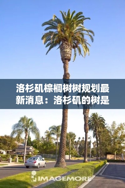 洛杉磯棕櫚樹樹規(guī)劃最新消息：洛杉磯的樹是什么樹 