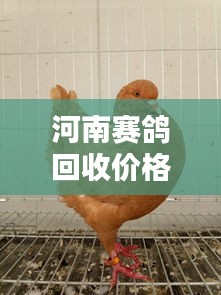 河南賽鴿回收價格表最新：河南鴿子價格行情 