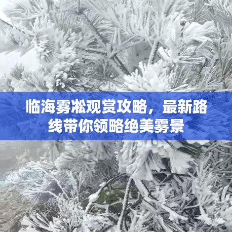 臨海霧凇觀賞攻略，最新路線帶你領(lǐng)略絕美霧景