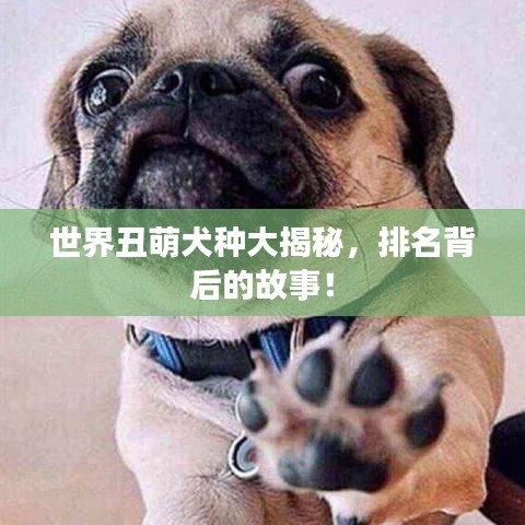 世界丑萌犬種大揭秘，排名背后的故事！