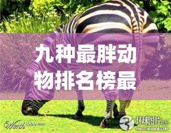 張狂妄行 第2頁