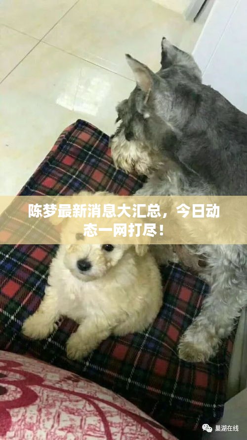 陳夢最新消息大匯總，今日動態(tài)一網(wǎng)打盡！