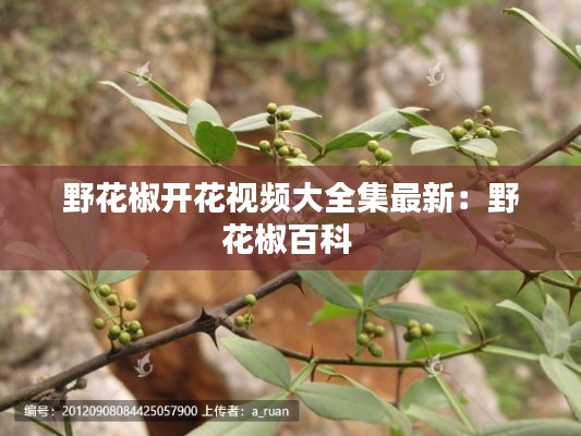野花椒開花視頻大全集最新：野花椒百科 