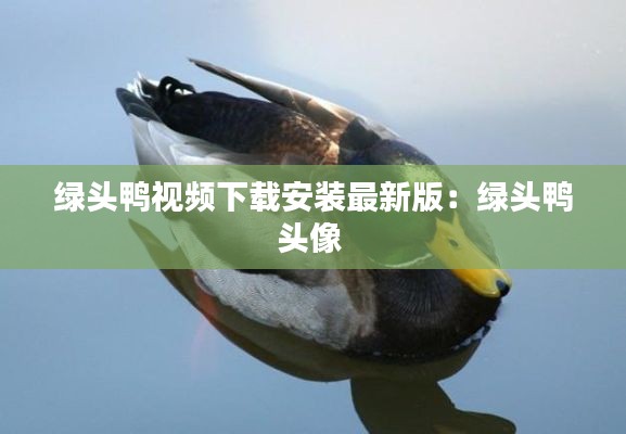 綠頭鴨視頻下載安裝最新版：綠頭鴨頭像 