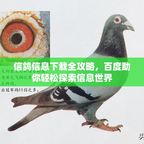 信鴿信息下載全攻略，百度助你輕松探索信息世界