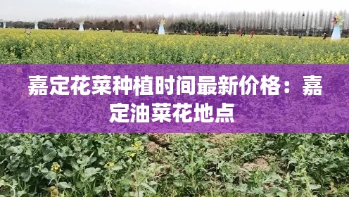 嘉定花菜種植時(shí)間最新價(jià)格：嘉定油菜花地點(diǎn) 