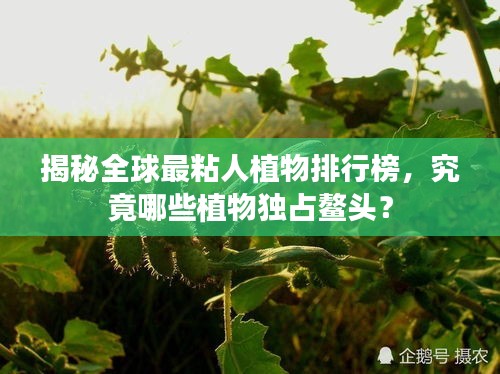 揭秘全球最粘人植物排行榜，究竟哪些植物獨占鰲頭？