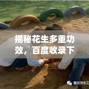 揭秘花生多重功效，百度收錄下的健康寶藏