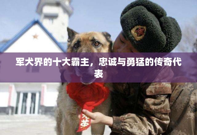 輕徙鳥舉 第2頁
