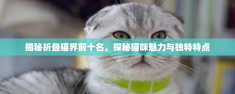 揭秘折疊貓界前十名，探秘貓咪魅力與獨(dú)特特點(diǎn)