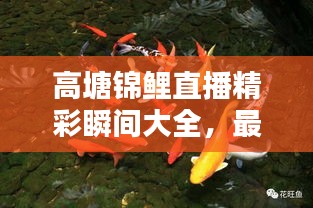 高塘錦鯉直播精彩瞬間大全，最新視頻一網(wǎng)打盡！