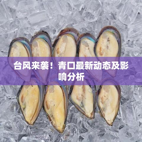 臺風(fēng)來襲！青口最新動態(tài)及影響分析