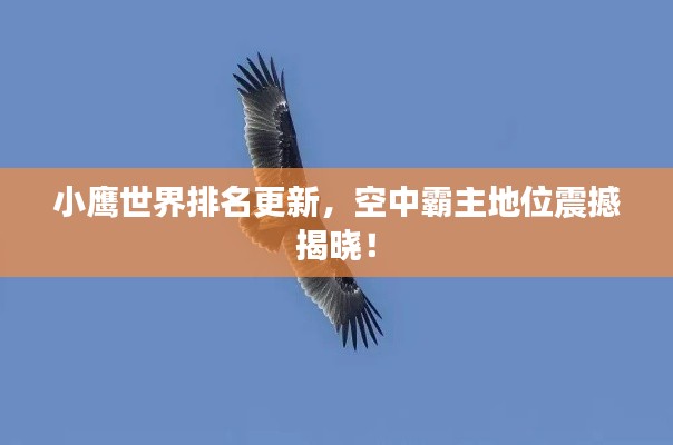 小鷹世界排名更新，空中霸主地位震撼揭曉！