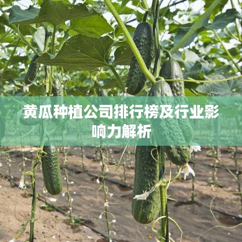 黃瓜種植公司排行榜及行業(yè)影響力解析