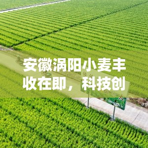 安徽渦陽(yáng)小麥豐收在即，科技創(chuàng)新助力田野希望