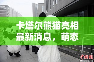卡塔爾熊貓亮相最新消息，萌態(tài)可掬，引全球矚目