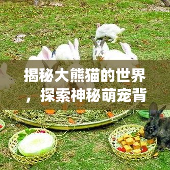 揭秘大熊貓的世界，探索神秘萌寵背后的故事百度獨(dú)家呈現(xiàn)