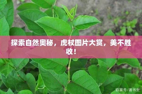 探索自然奧秘，虎杖圖片大賞，美不勝收！