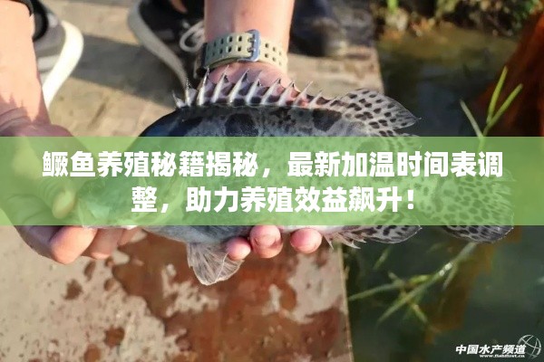鱖魚養(yǎng)殖秘籍揭秘，最新加溫時間表調(diào)整，助力養(yǎng)殖效益飆升！