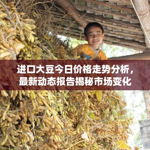 進口大豆今日價格走勢分析，最新動態(tài)報告揭秘市場變化