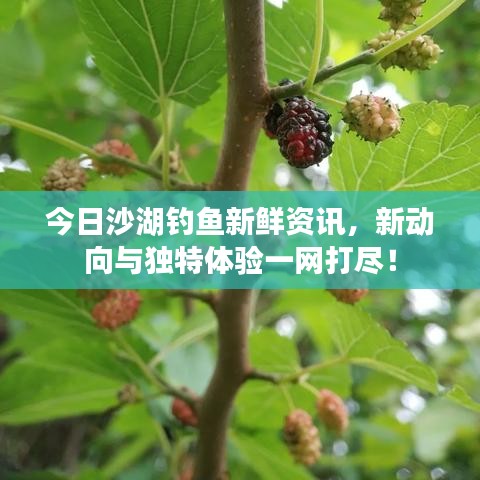 今日沙湖釣魚(yú)新鮮資訊，新動(dòng)向與獨(dú)特體驗(yàn)一網(wǎng)打盡！