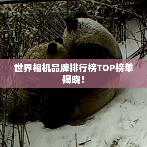 世界相機(jī)品牌排行榜TOP榜單揭曉！