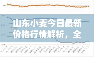 山東小麥今日最新價格行情解析，全面分析市場走勢