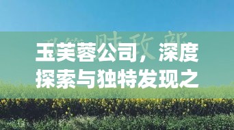 玉芙蓉公司，深度探索與獨特發(fā)現(xiàn)之旅